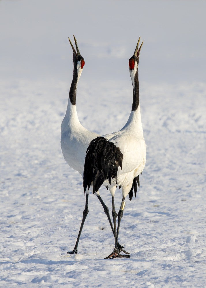 a pair of crane