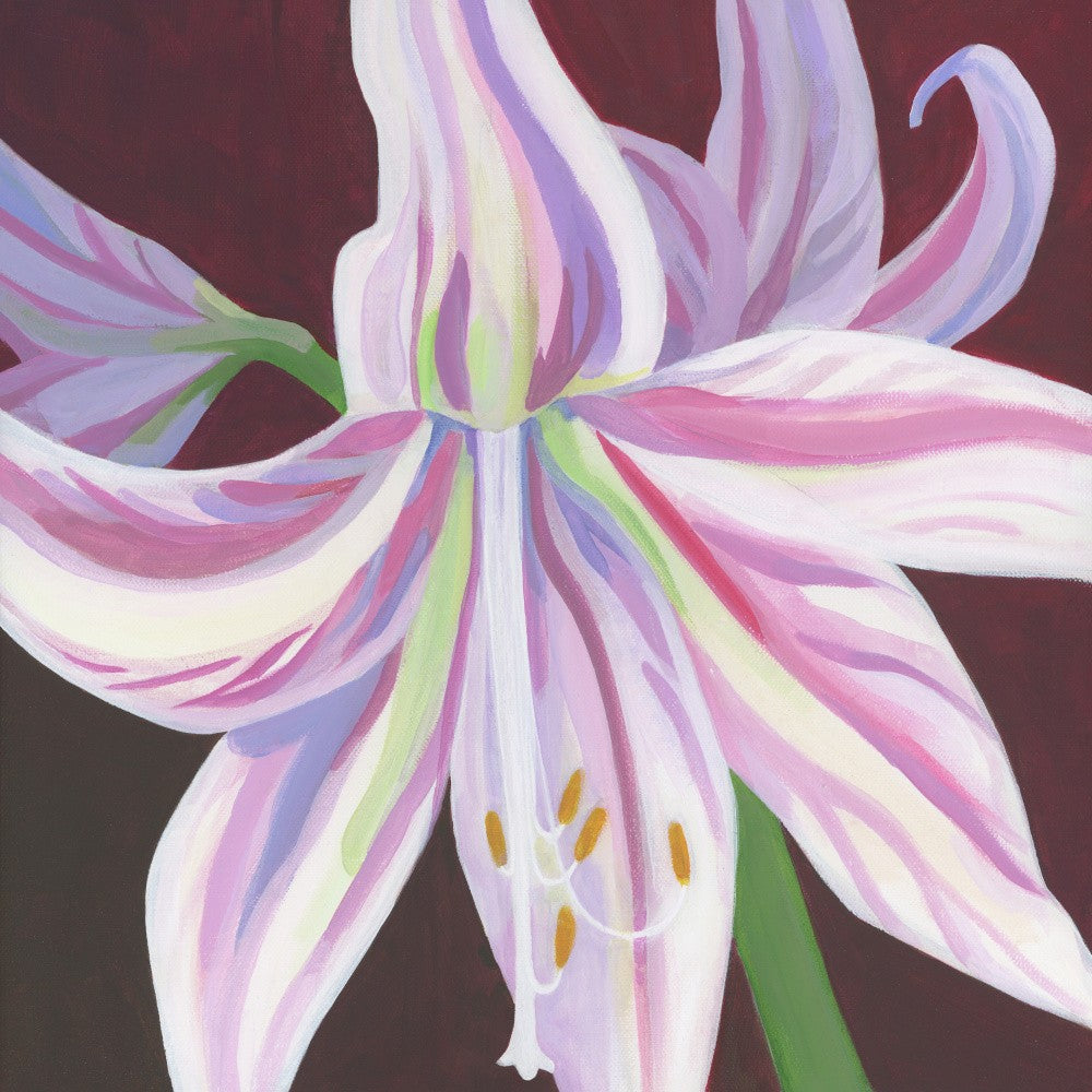 Rosa Amaryllis