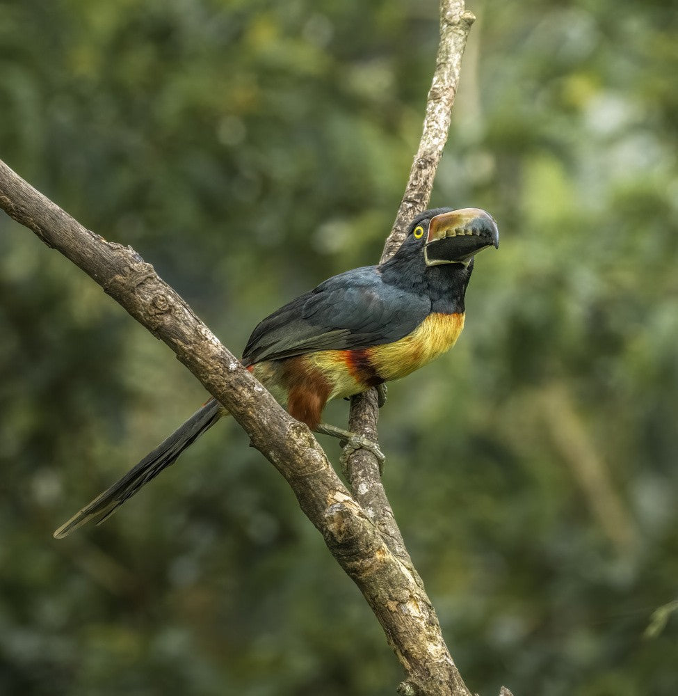 Aracari Toucan
