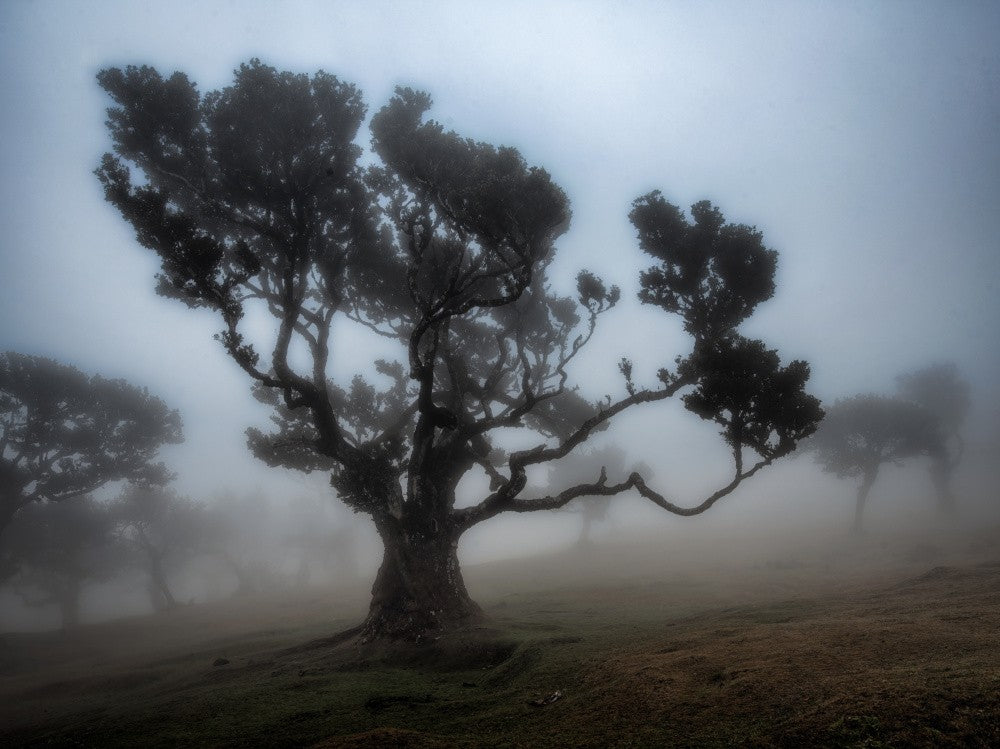 The Tree
