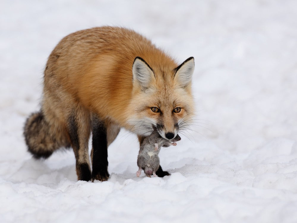 Hunting