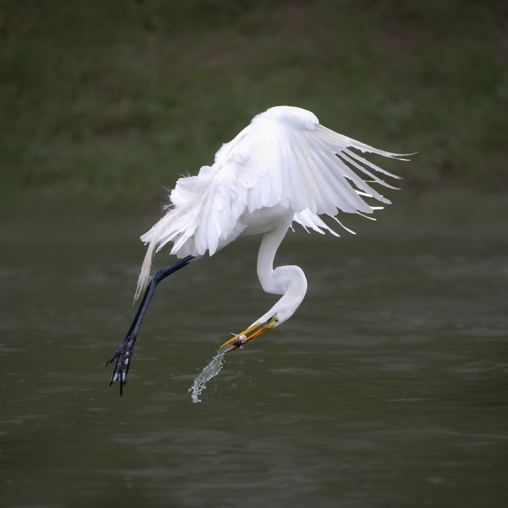 A good catch