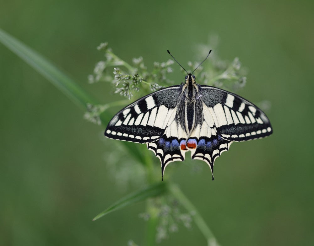 Swallowtail
