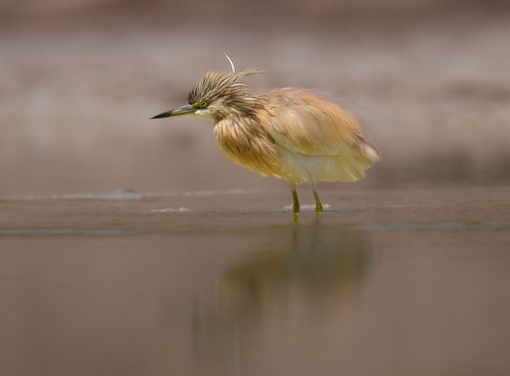 Squacco Heron at sunrise