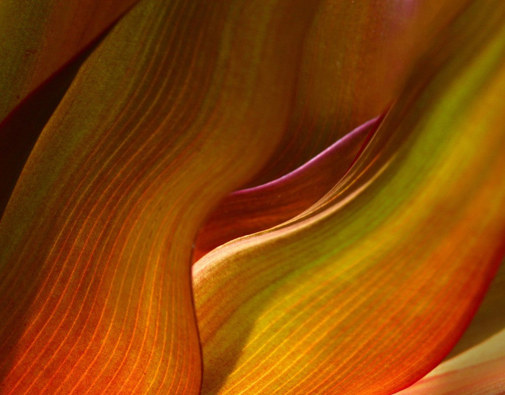 Maui Leaf Abstract Spring 2025