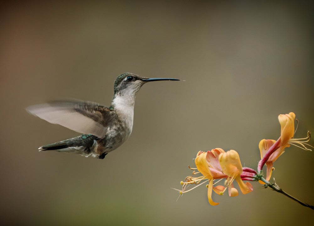 Hummingbird