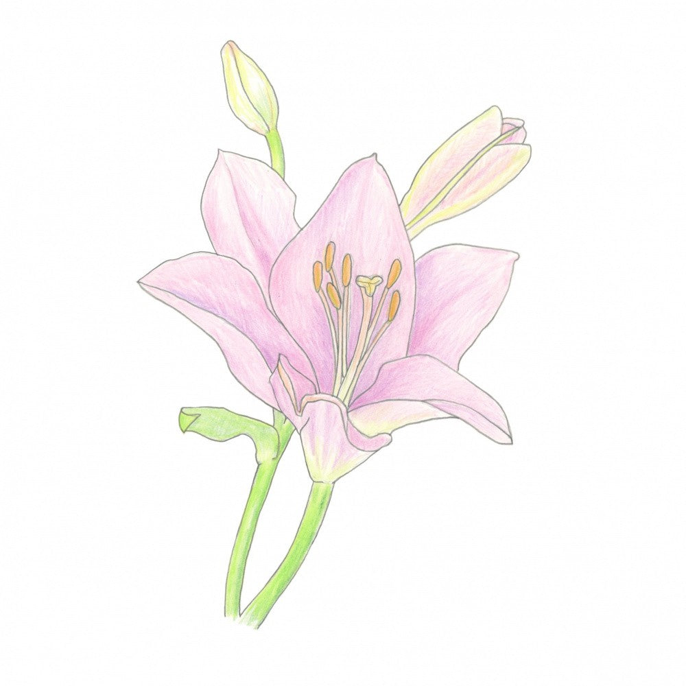 Lilja Med Knoppar