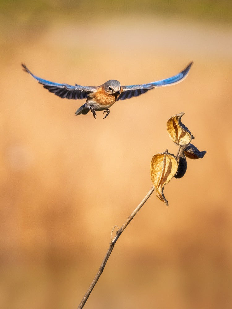 Landing on a Whisper