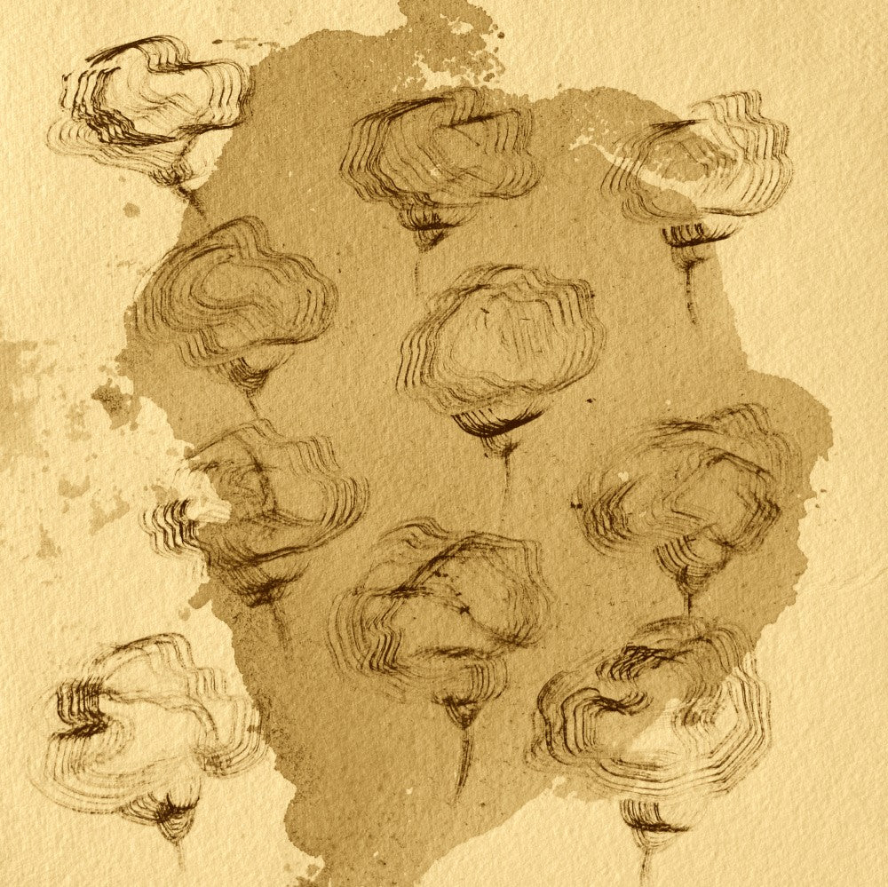 Whispers of Petals