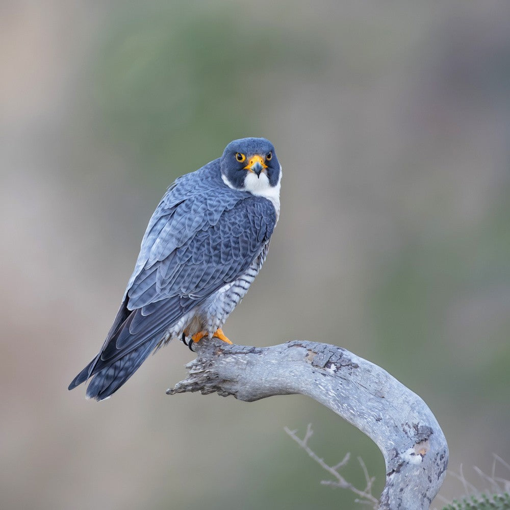 Peregrine Falcon