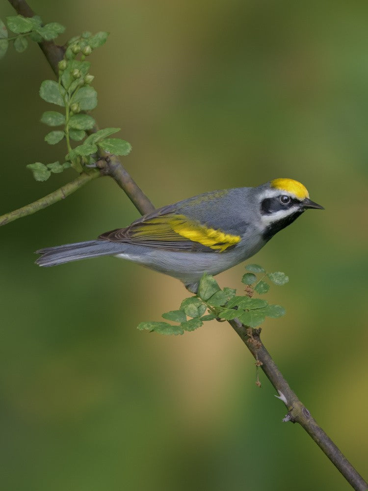 Golden-winged warbler