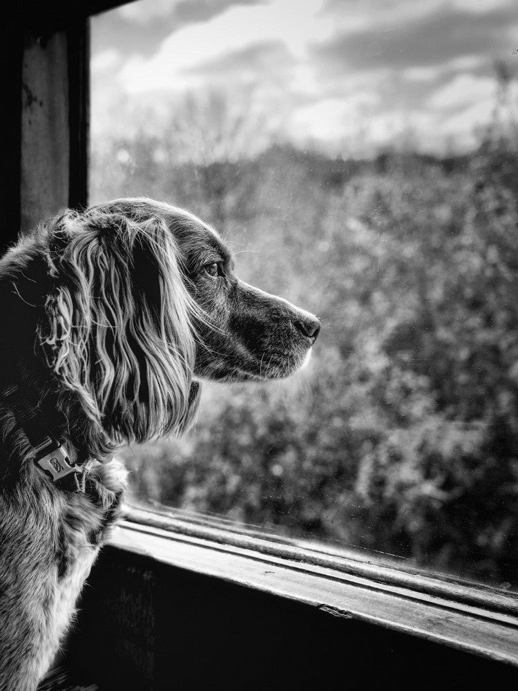 Dog looking through Train Window