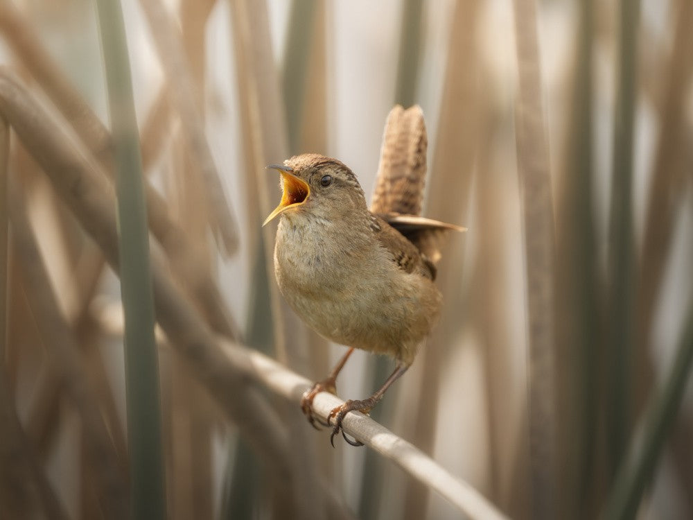 Singing