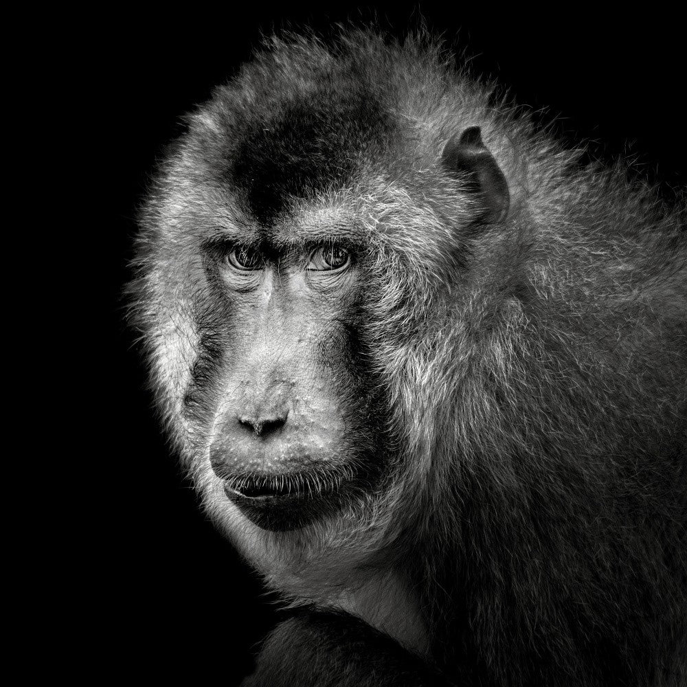 Southern Pig-Tailed Macaque