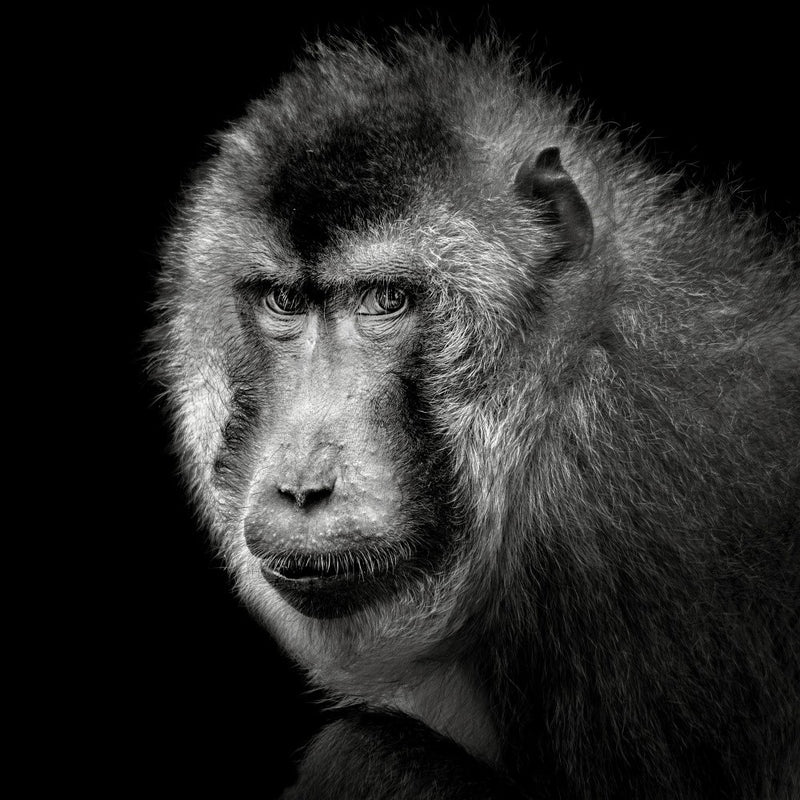Southern Pig-Tailed Macaque