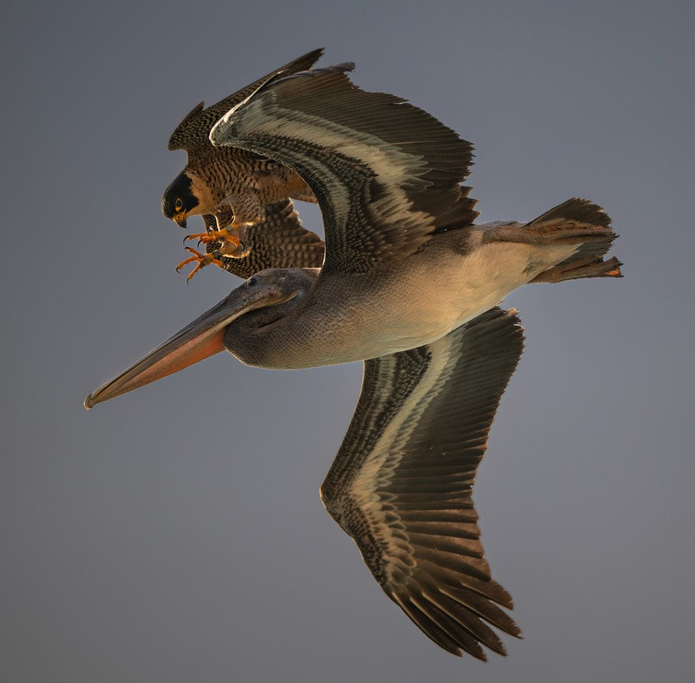 Falcon42_y25