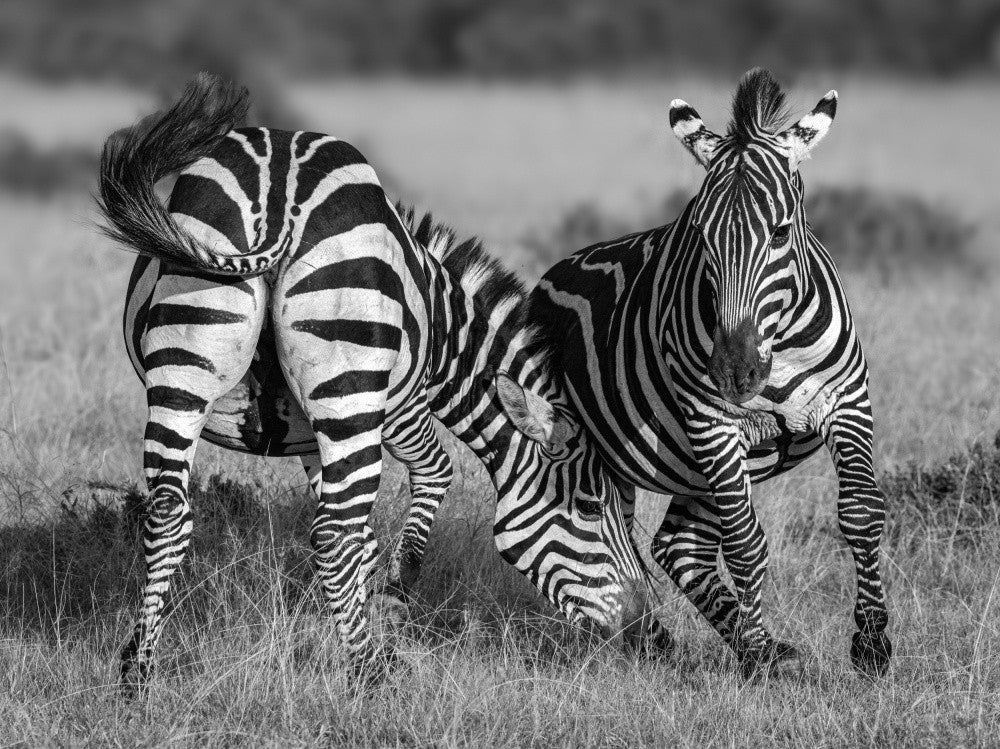 Wildes Spiel