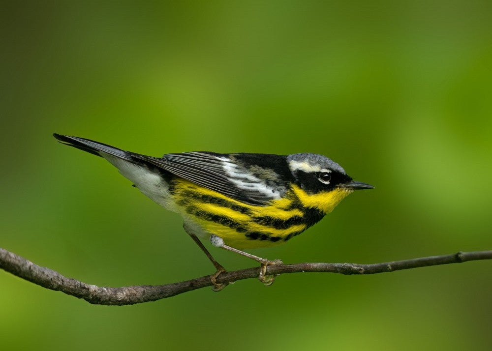 Forest Flame: Magnolia Warbler