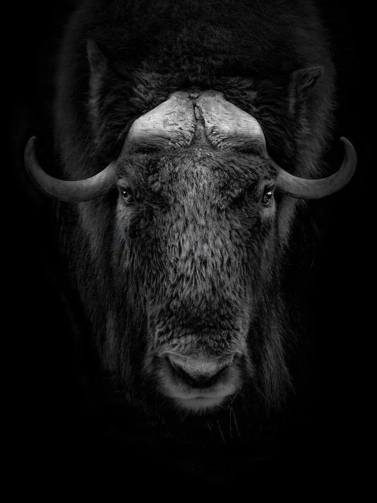 Majestic Muskox Portrait