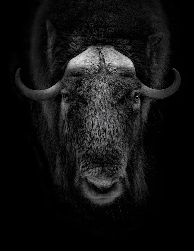 Majestic Muskox Portrait