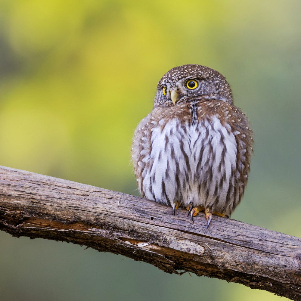 Northern Pygmy Owl