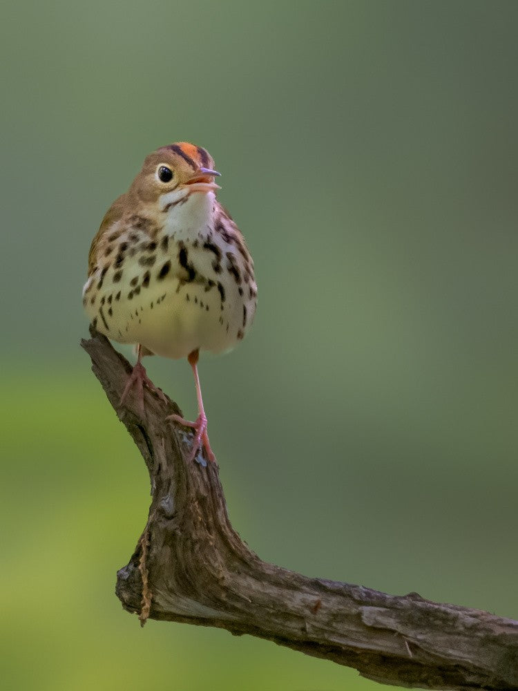 Ovenbird