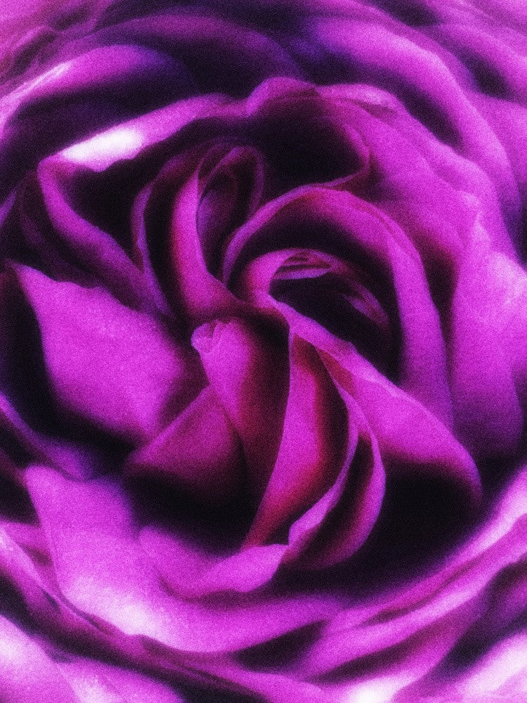 Violet Rose