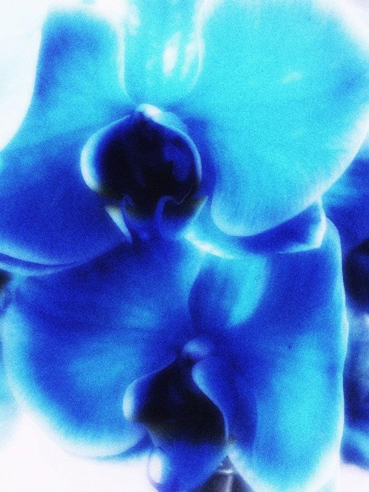 Orchid
