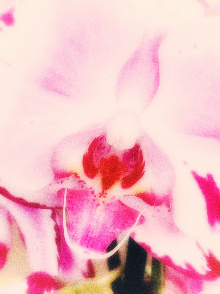 Orchid