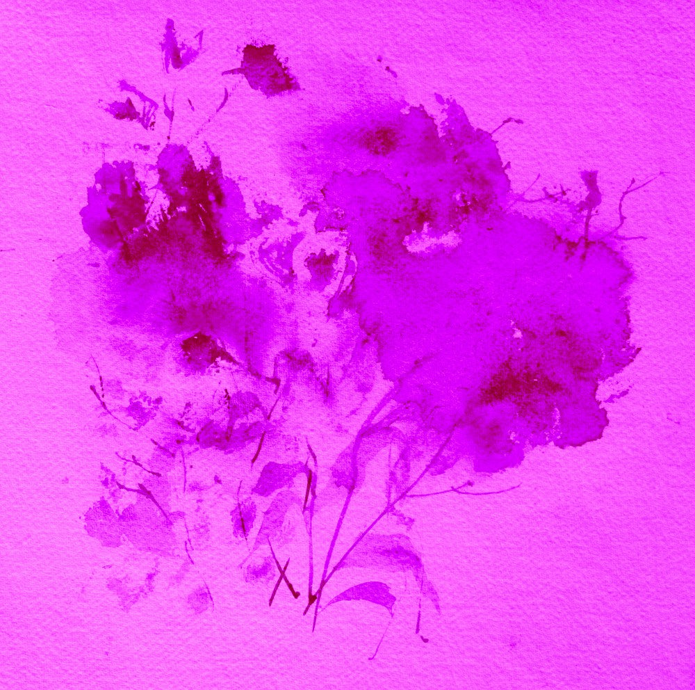 Lavender Dreams