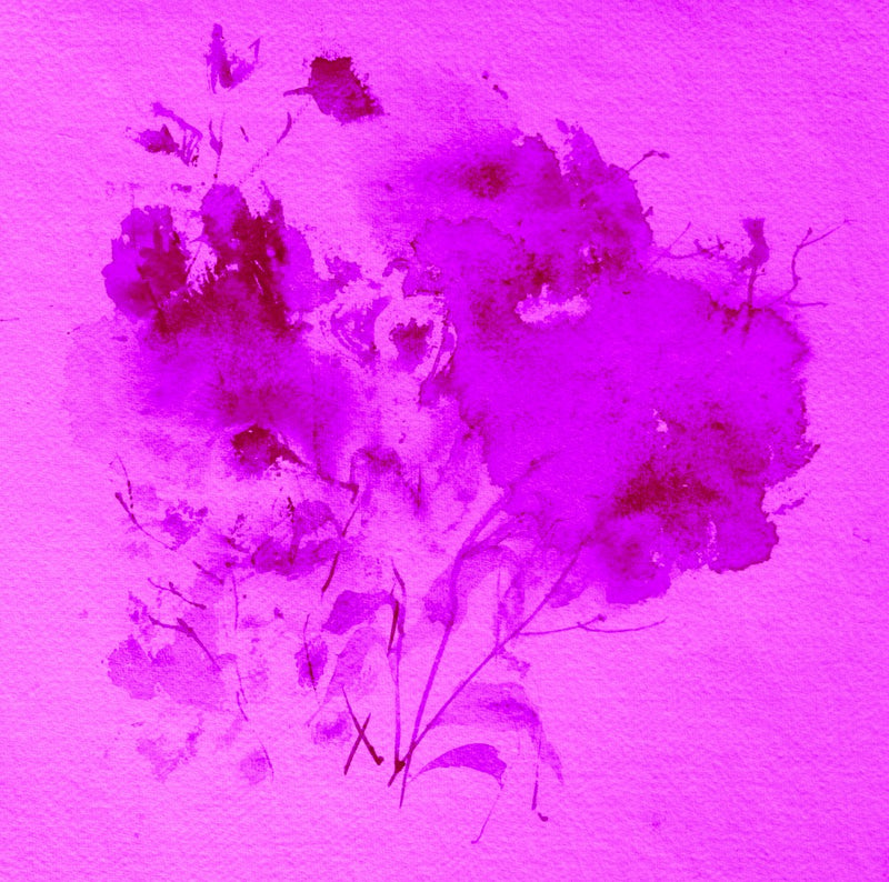 Lavender Dreams