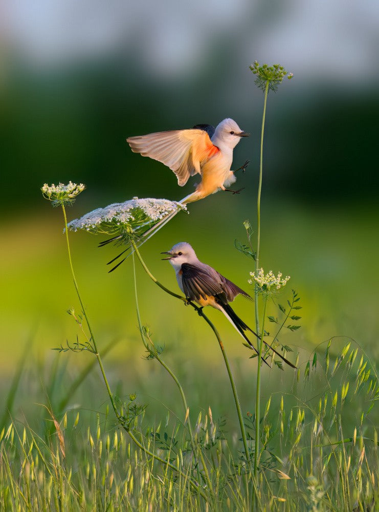 Scissor-tailed Flycatcher