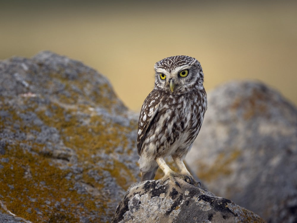 Little owl