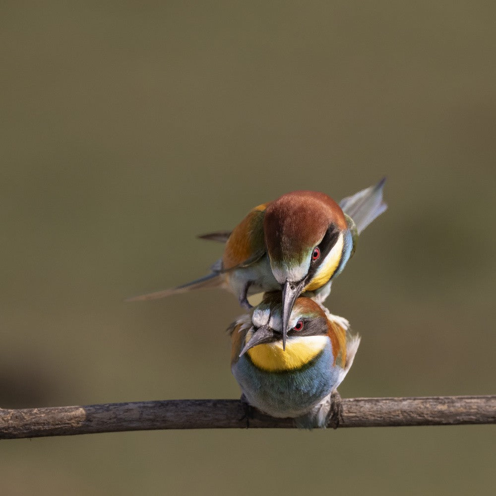 planning for the next generation, Eur bee-eater