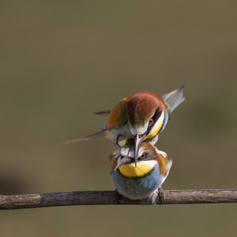 planning for the next generation, Eur bee-eater
