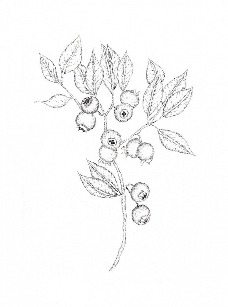 Beeren-Eleganz