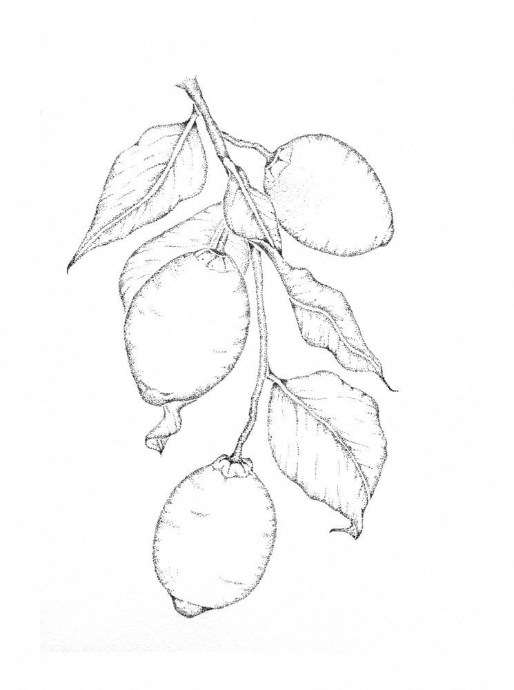 Branche de Citrons au Crayon