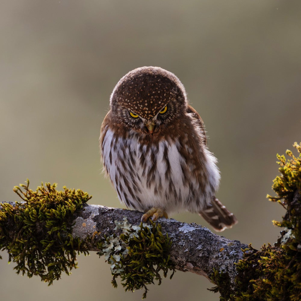 Northern Pygmy Owl