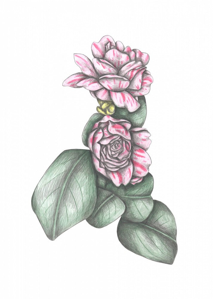 Petals and Leaves