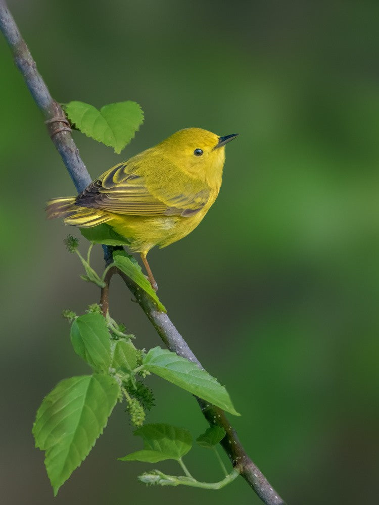 Yellow warbler