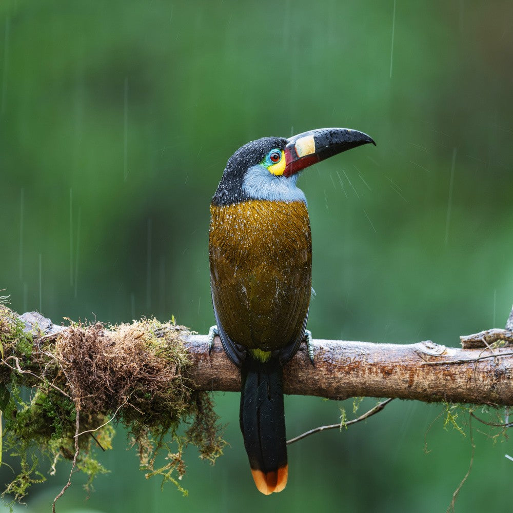 Toucan Barbet