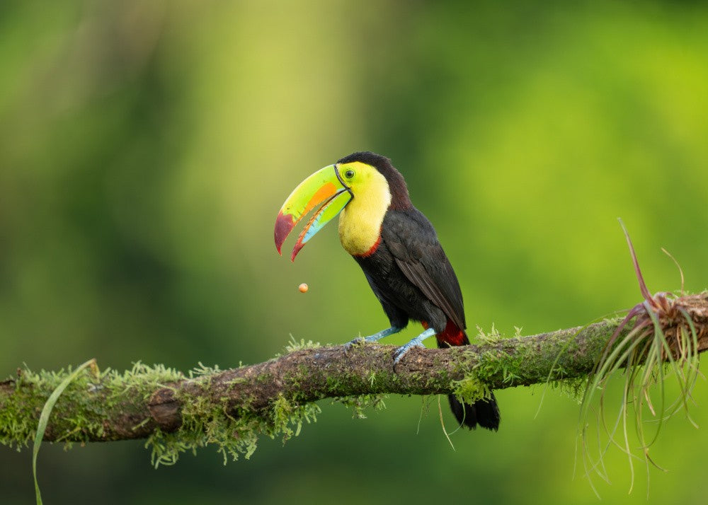 Toucan