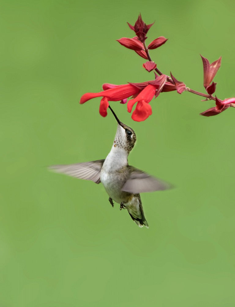 Hummingbird