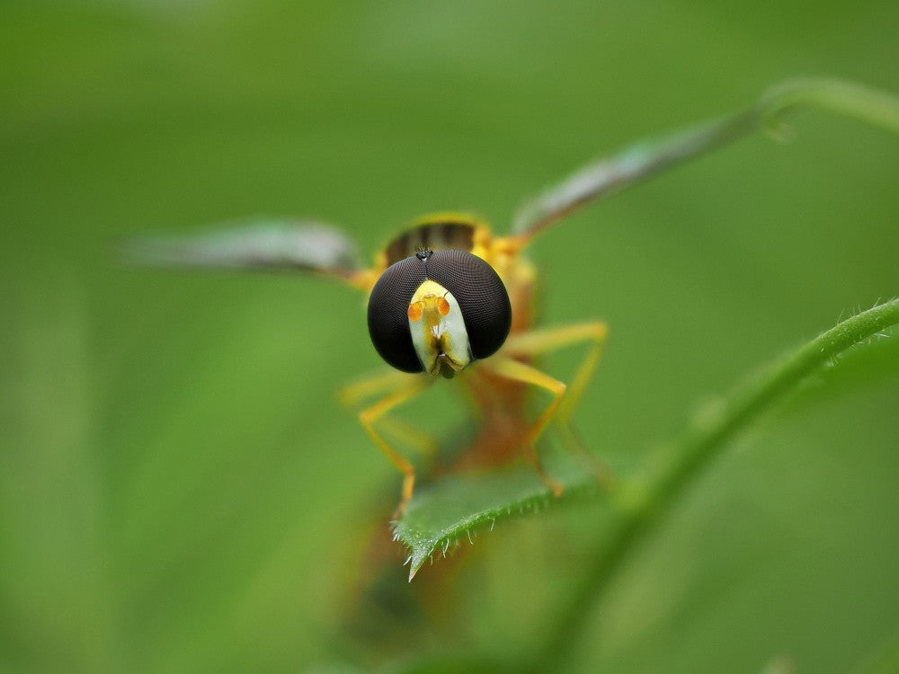 Gesicht