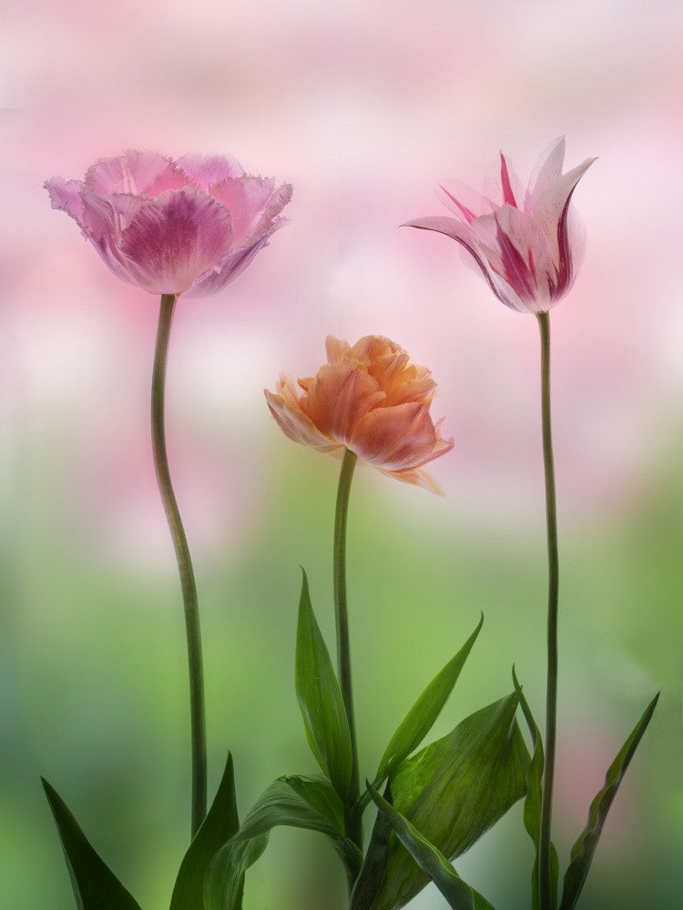 Tulips-1