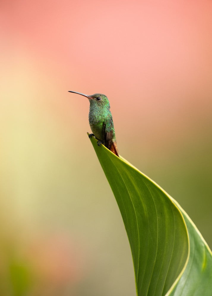 Hummingbird
