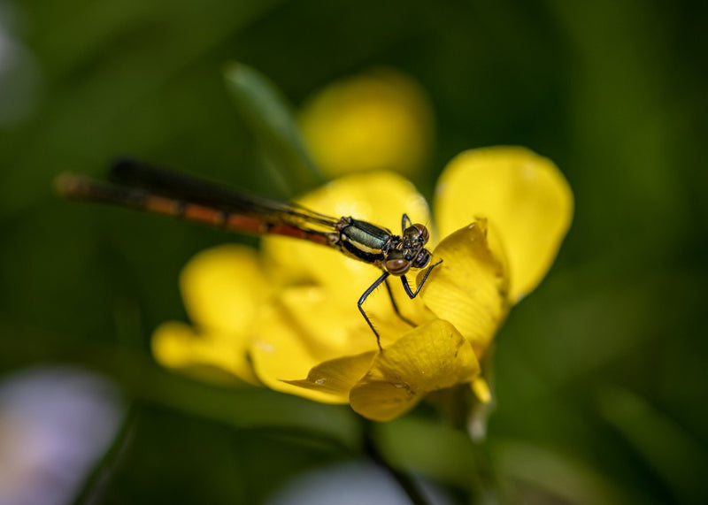 Demoiselle sur le bouton d'or