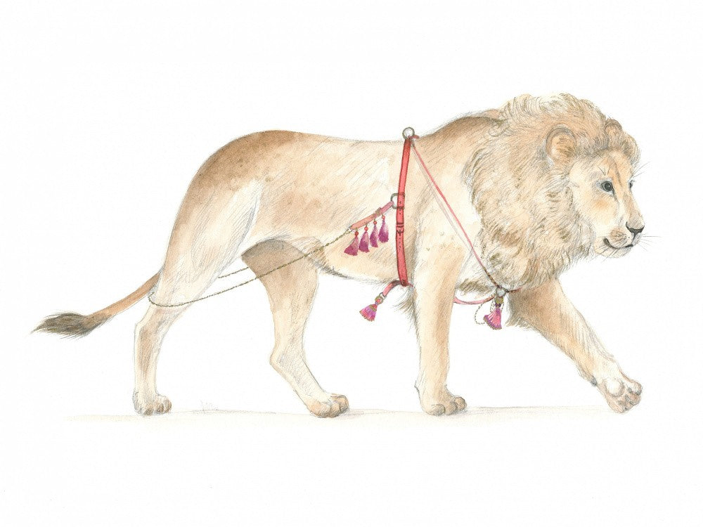 Lion in Harness