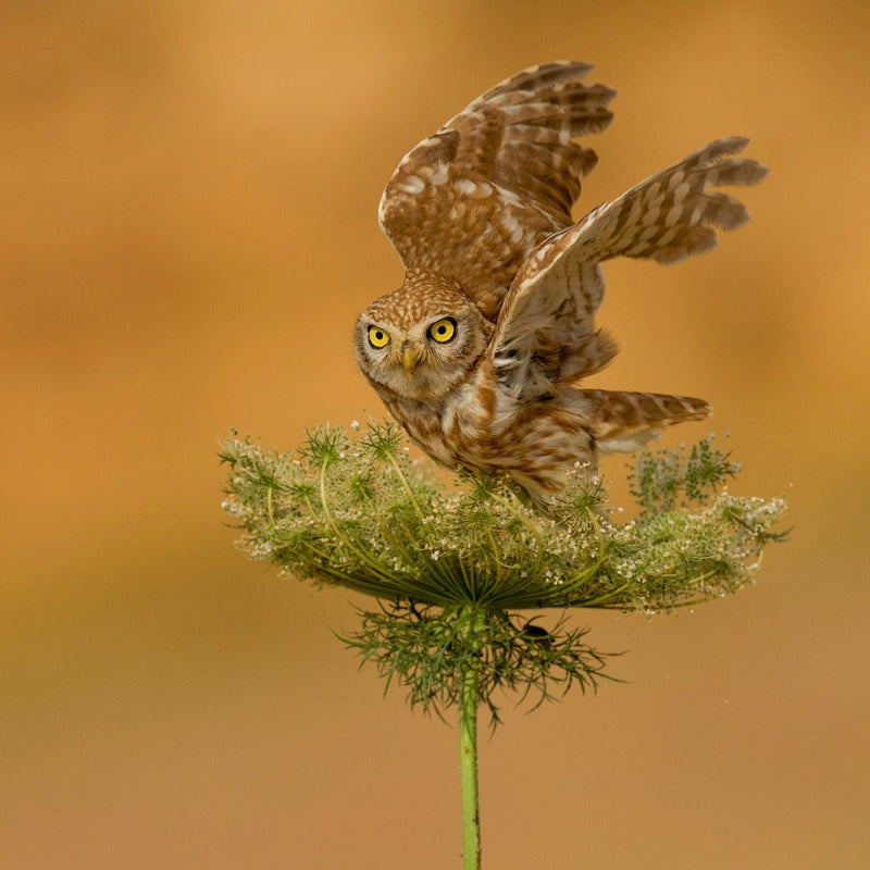 Little owl