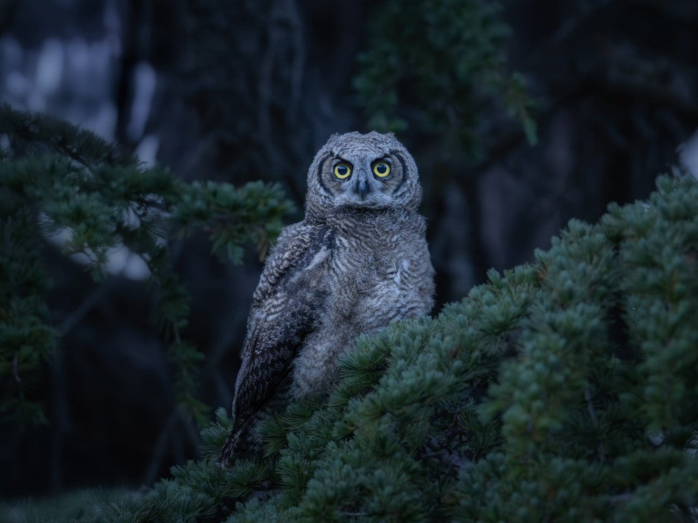 Fledgling